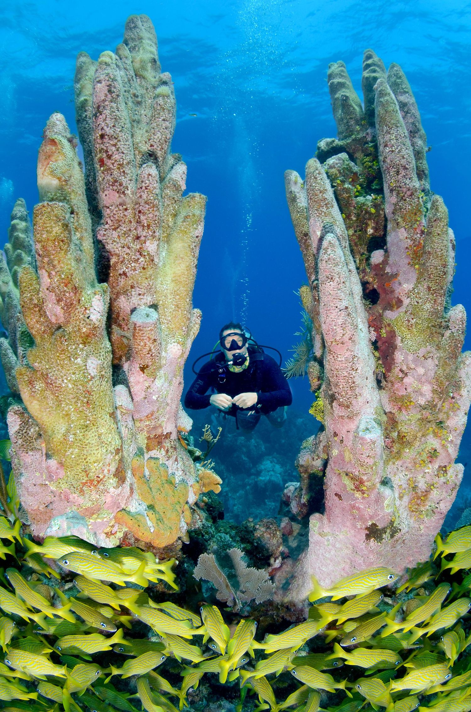 Pink and yellow coral formations with school of yellow fish swimming below against blue water.