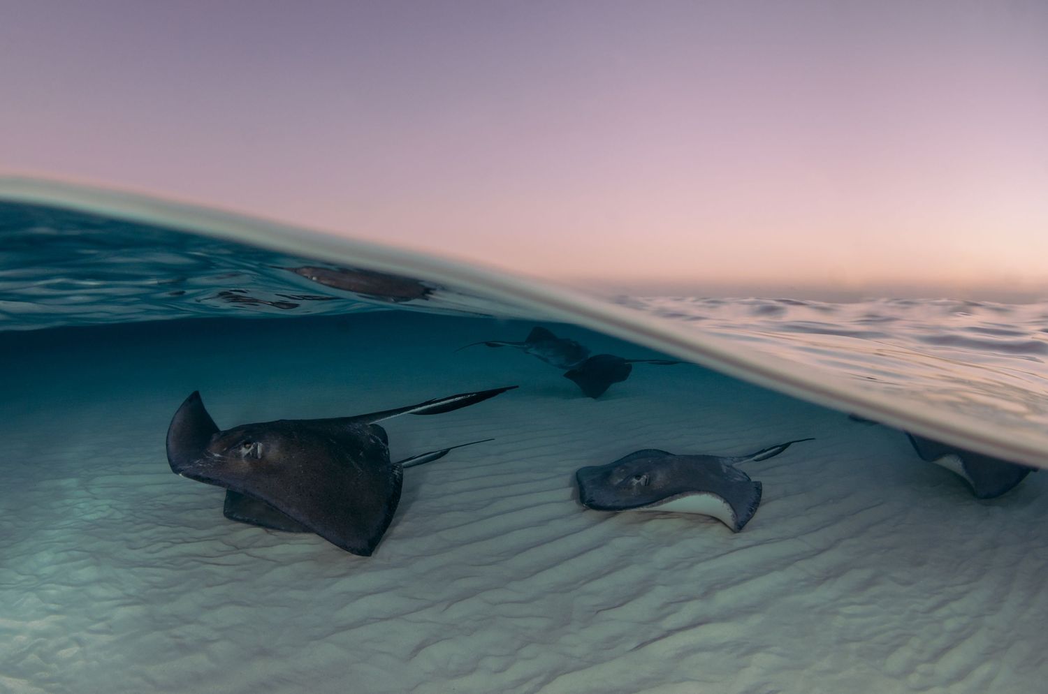 Stingrays glide gracefully through crystal clear waters at sunset creating a stunning silhouette against the ocean surface.