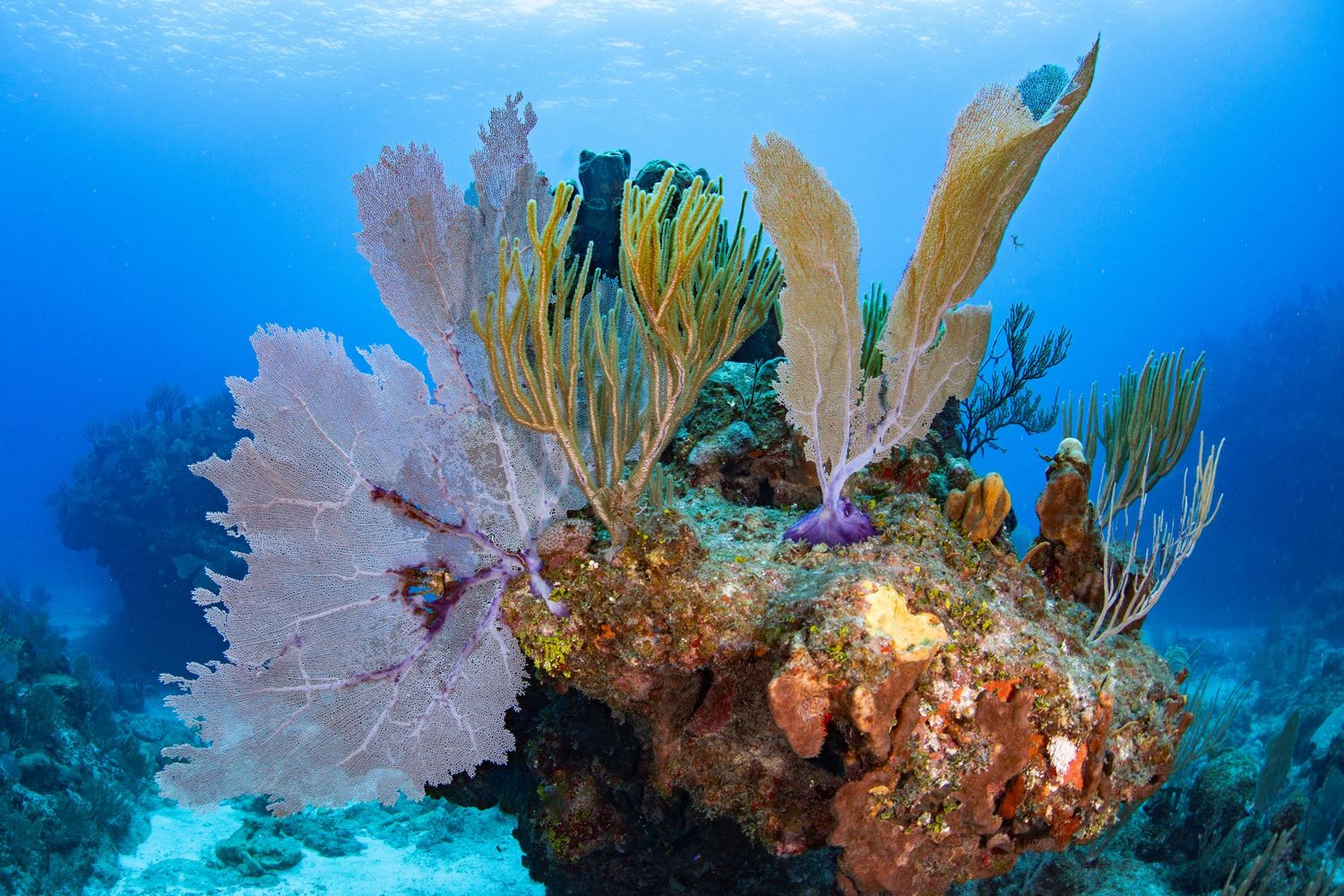 Colorful sea fans and coral formations creating underwater garden in tropical reef.