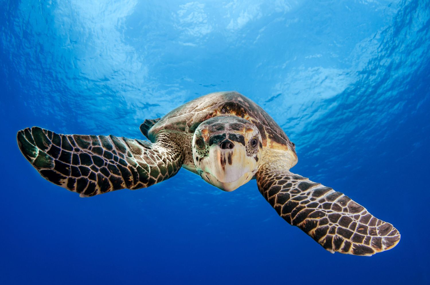 Sea turtle swimming gracefully through crystal clear blue ocean waters.