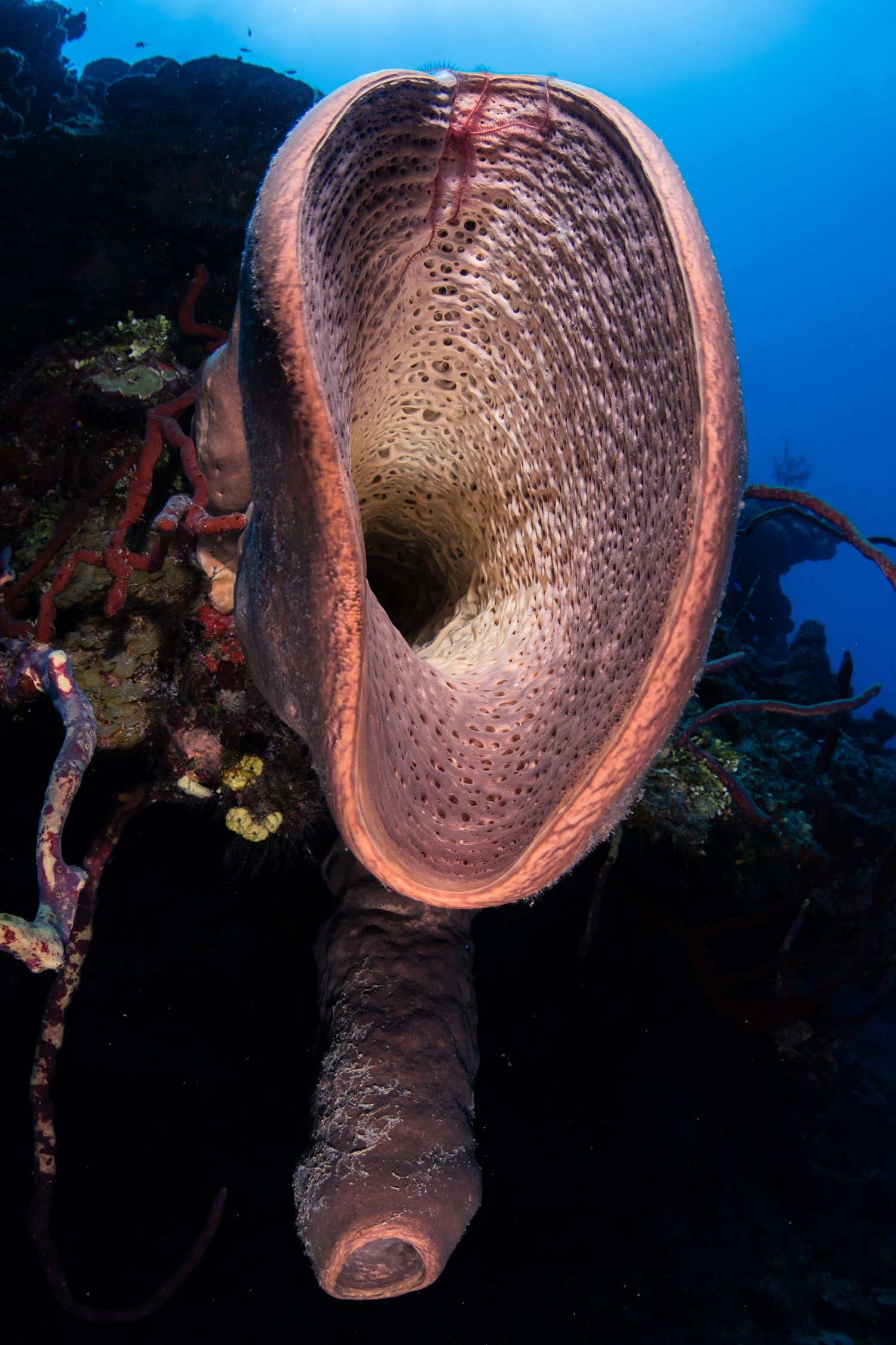 Giant barrel sponge with distinctive funnel shape glows pink against deep blue ocean background.