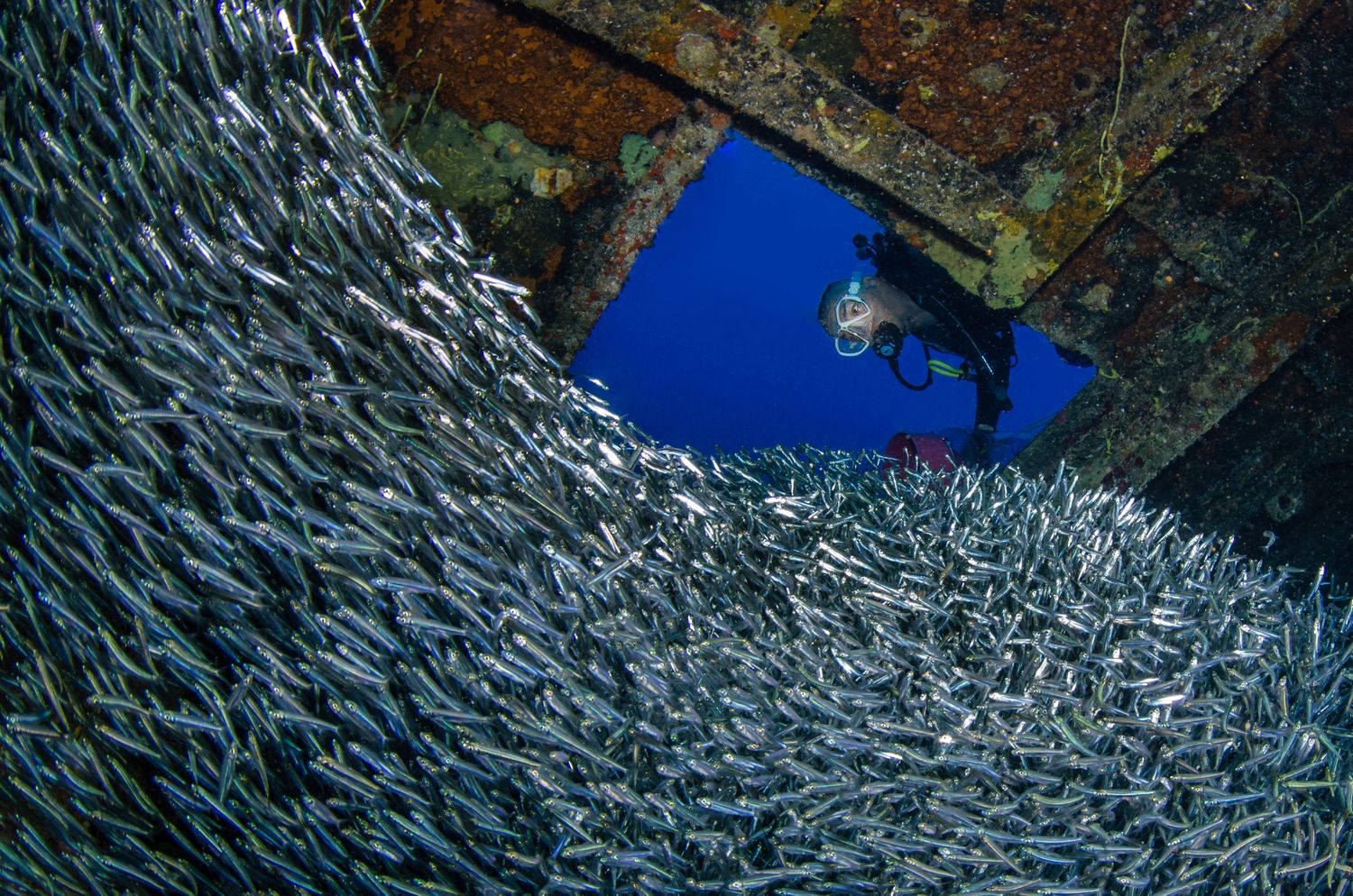 Dense school of silvery fish swimming in formation near underwater structure.