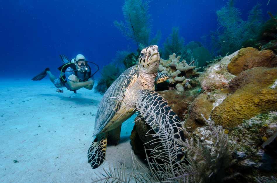 Sea turtle glides gracefully over colorful coral reef formations in crystal clear waters.