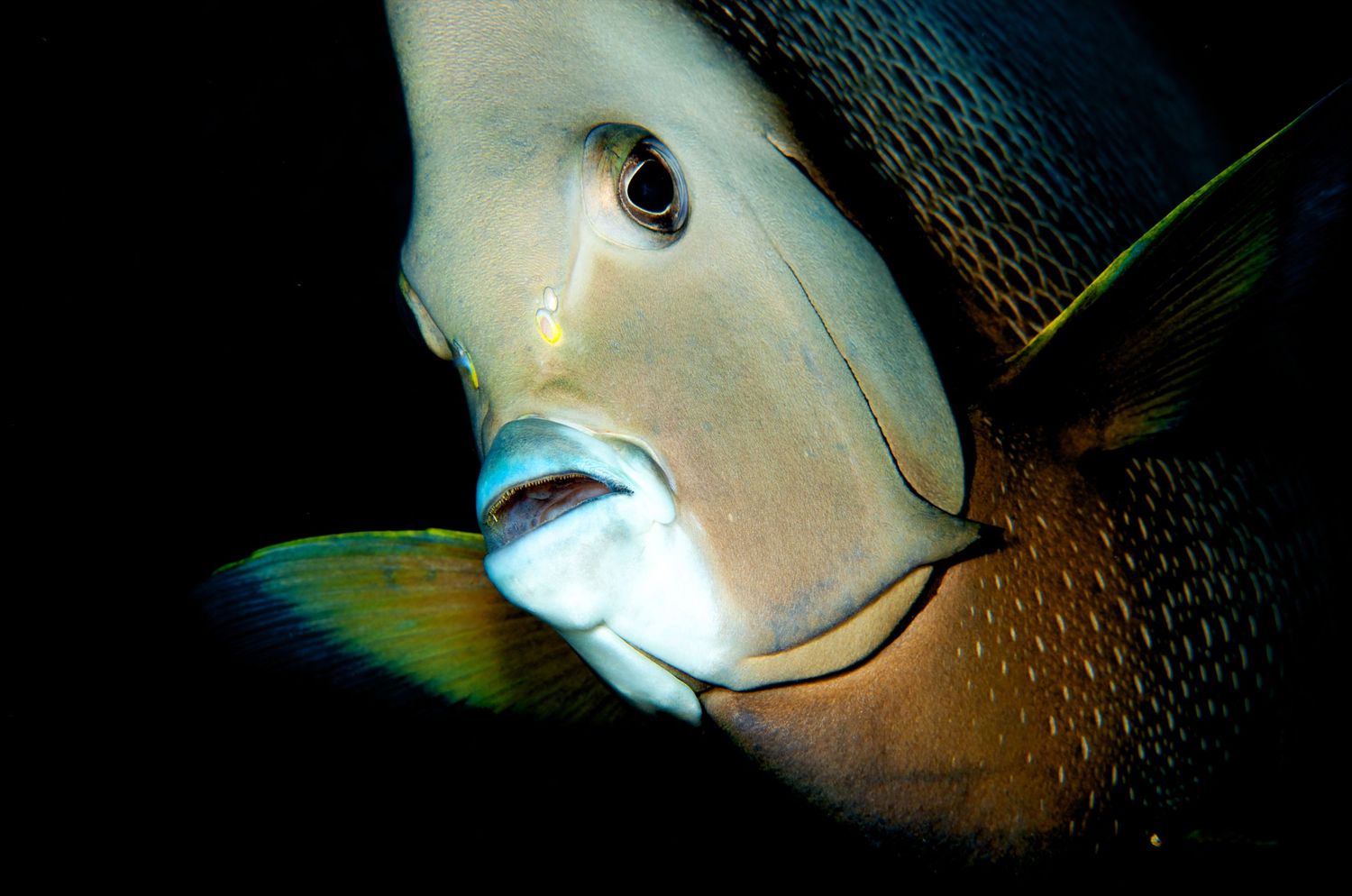 Close-up portrait of a tropical fish with distinctive markings against dark background.