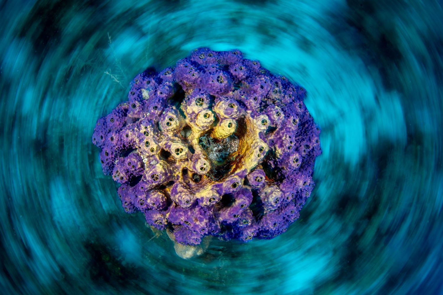 Abstract underwater photograph of purple coral formation with swirling turquoise background.