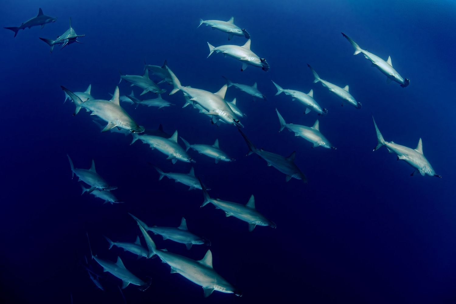 A large school of sharks swimming together in deep blue ocean water, viewed from below in an underwater photograph.