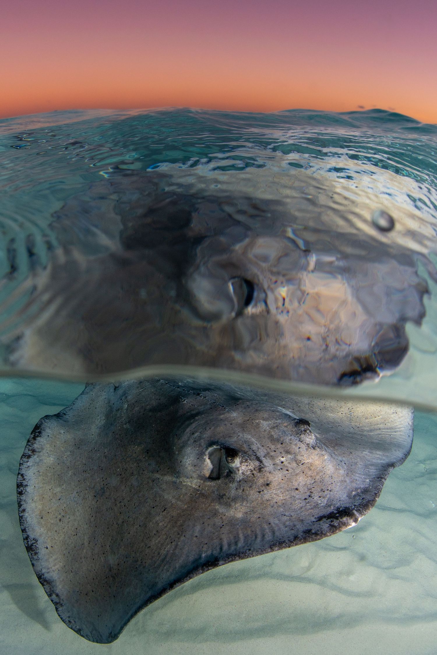 Close-up underwater shots of a stingray gliding across sandy seafloor at sunset.