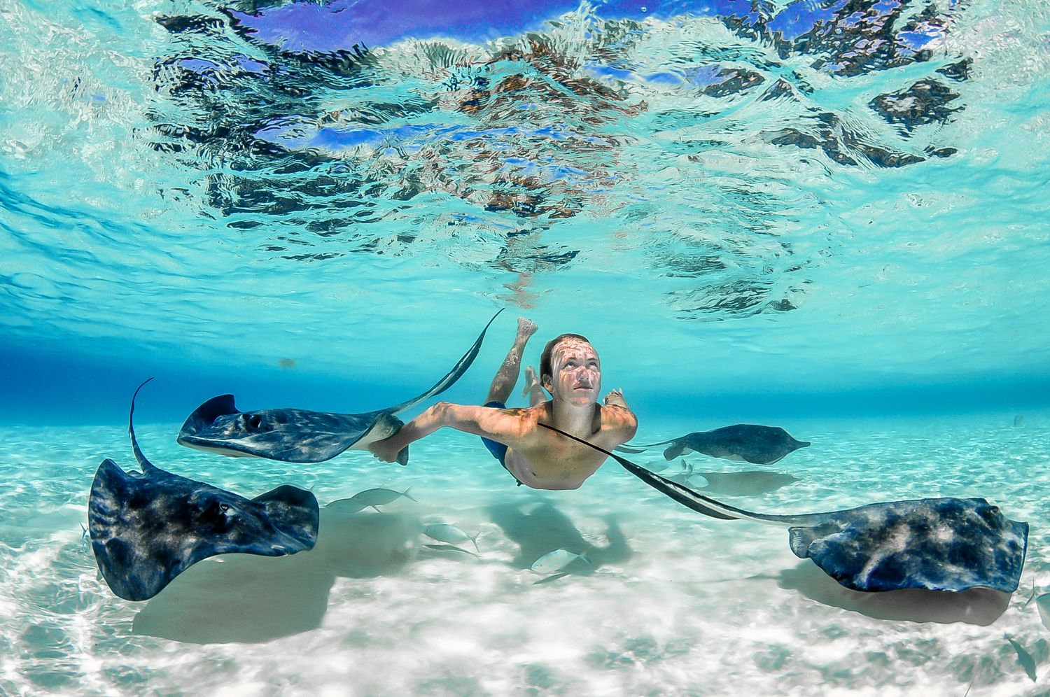 Stingrays and fish glide gracefully through shallow turquoise waters near a sandy ocean floor.