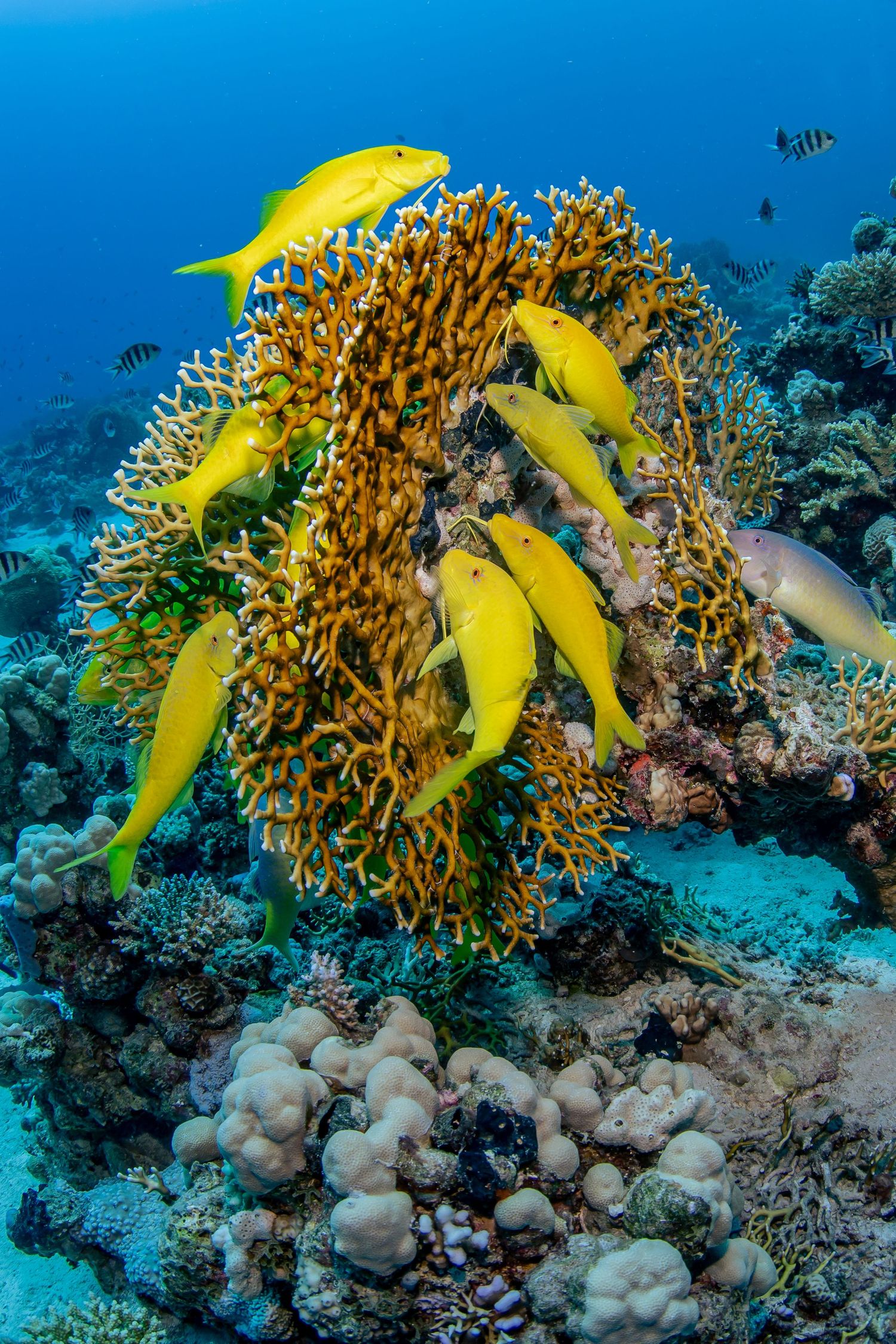 Vibrant yellow snapper fish swimming around a coral reef formation in clear blue tropical ocean water.