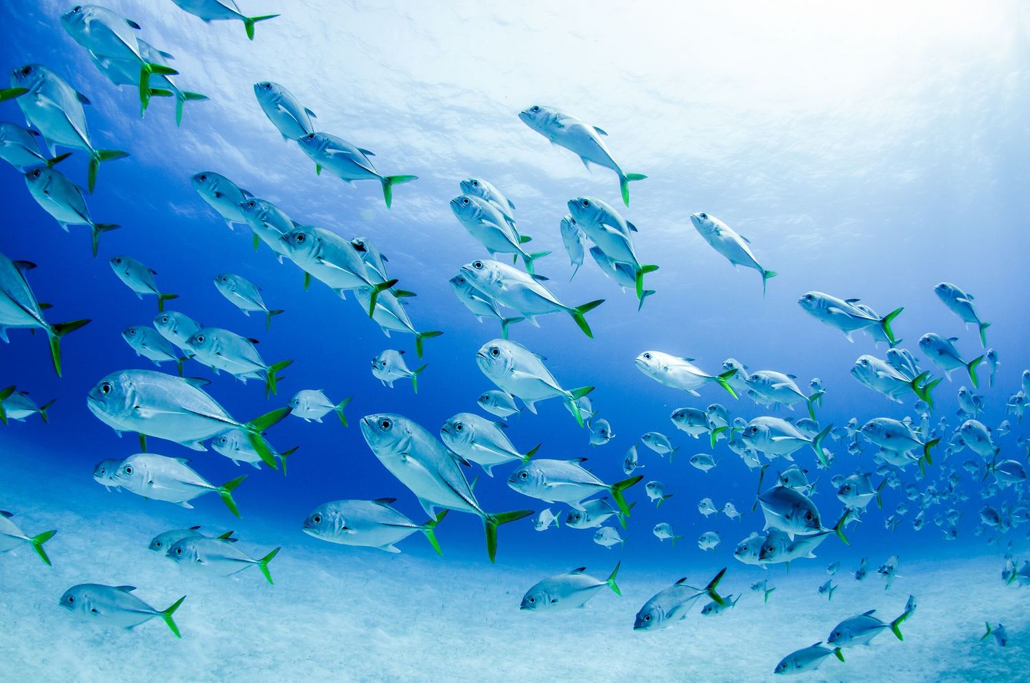 A large school of jackfish swimming in formation near the ocean surface.