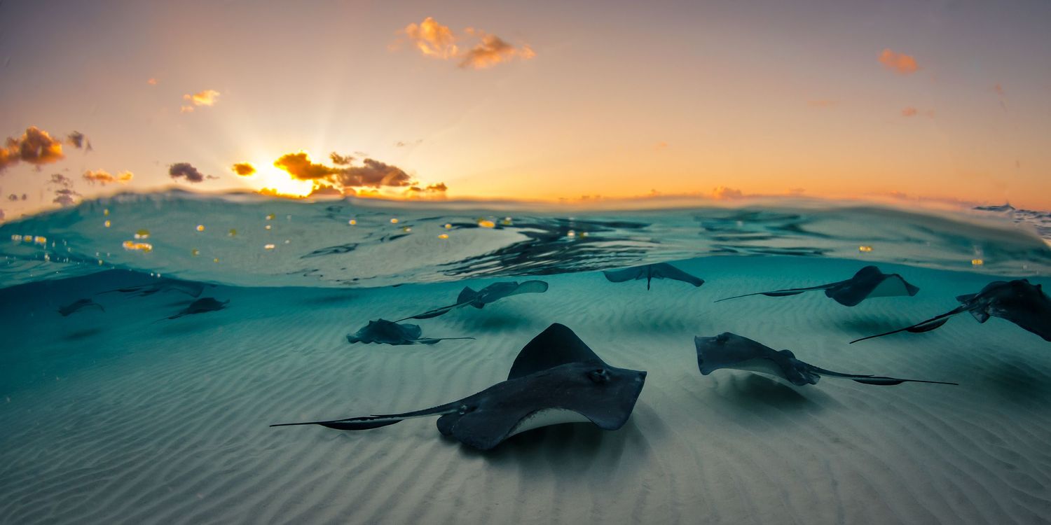 Stingrays glide over sandy seafloor during a dramatic ocean sunset with split underwater view.