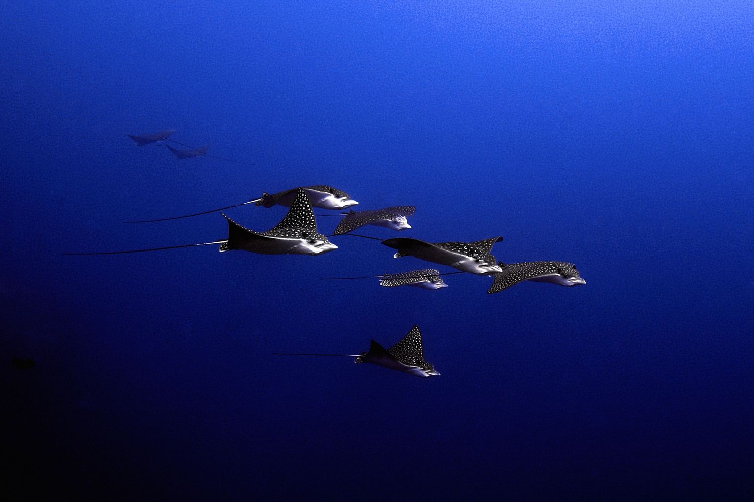 A group of spotted eagle rays glide through deep blue ocean waters in perfect formation.