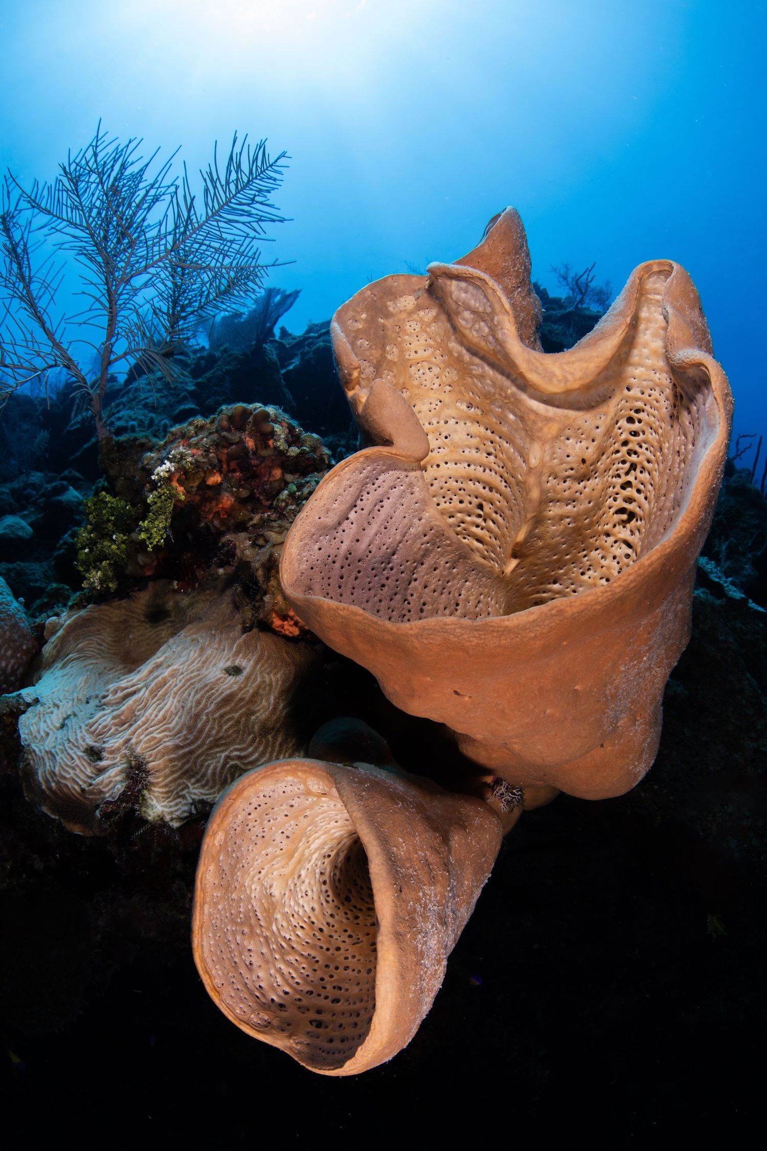 Orange-brown giant barrel sponge displays intricate textural patterns on coral reef.