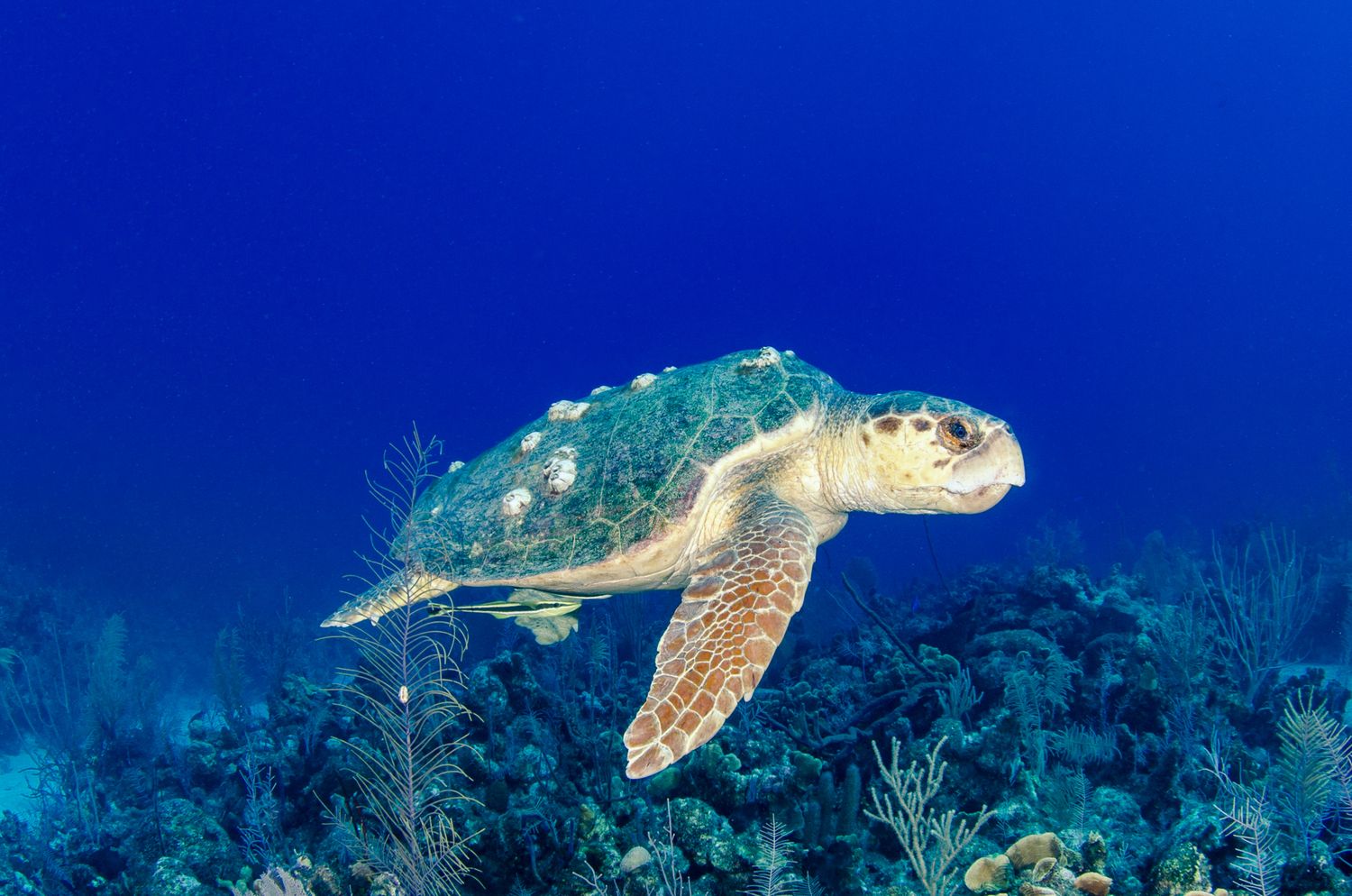 Sea turtle swimming gracefully above coral reef in crystal clear blue waters.