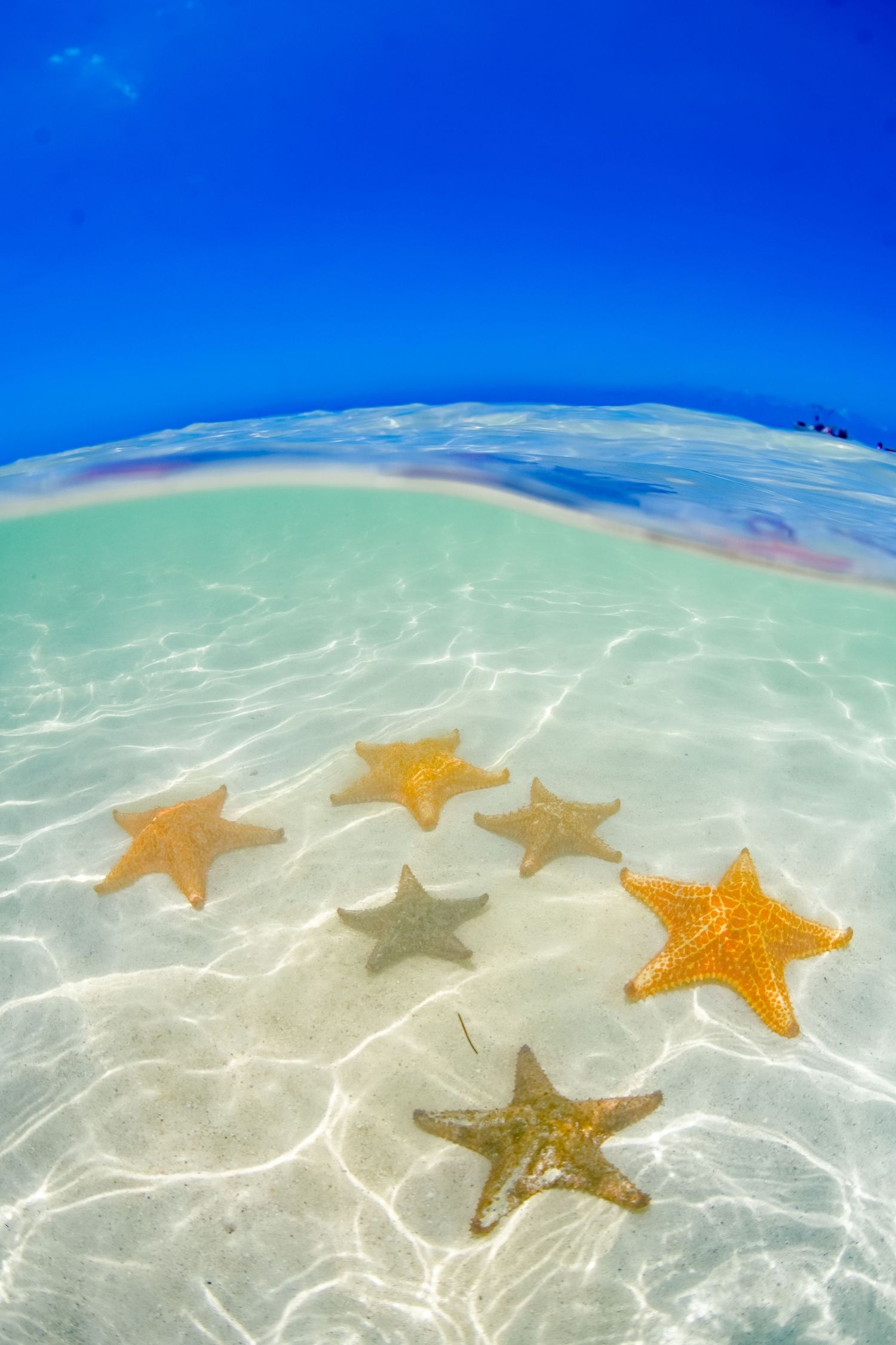 Orange and yellow starfish scattered across white sandy seabed under clear blue waters.