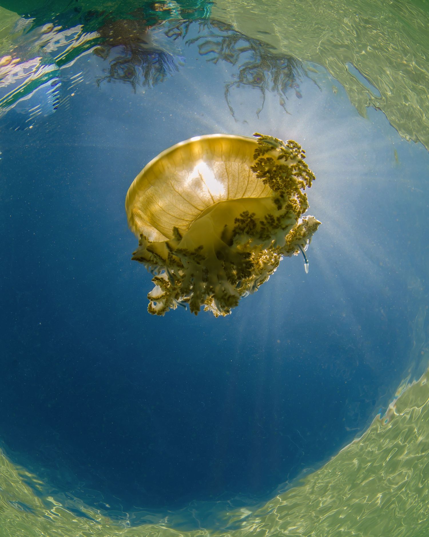 Yellow jellyfish floating in deep blue ocean waters with sunlight streaming through.