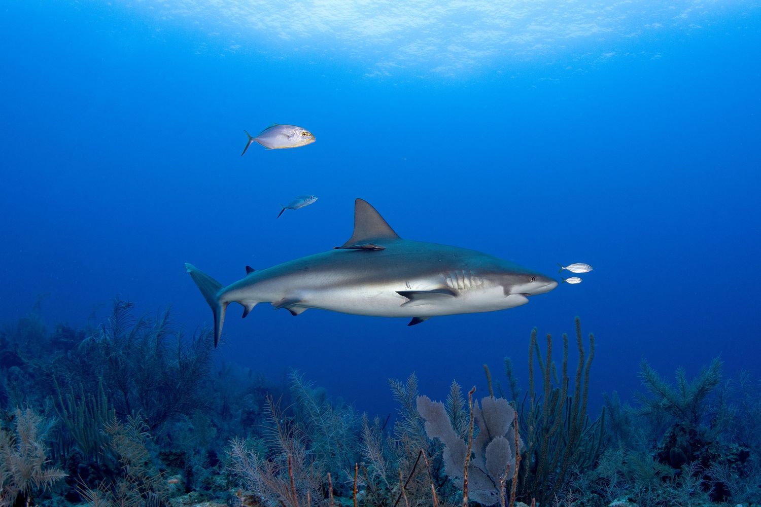 Caribbean reef sharks patrolling blue waters above coral reef ecosystem.