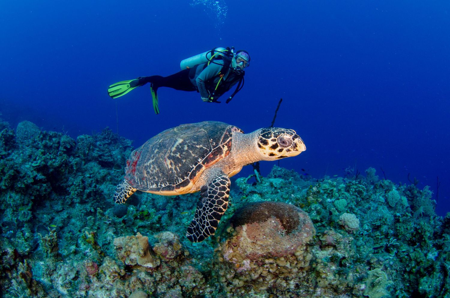 A sea turtle glides gracefully through crystal clear blue waters near a vibrant coral reef.