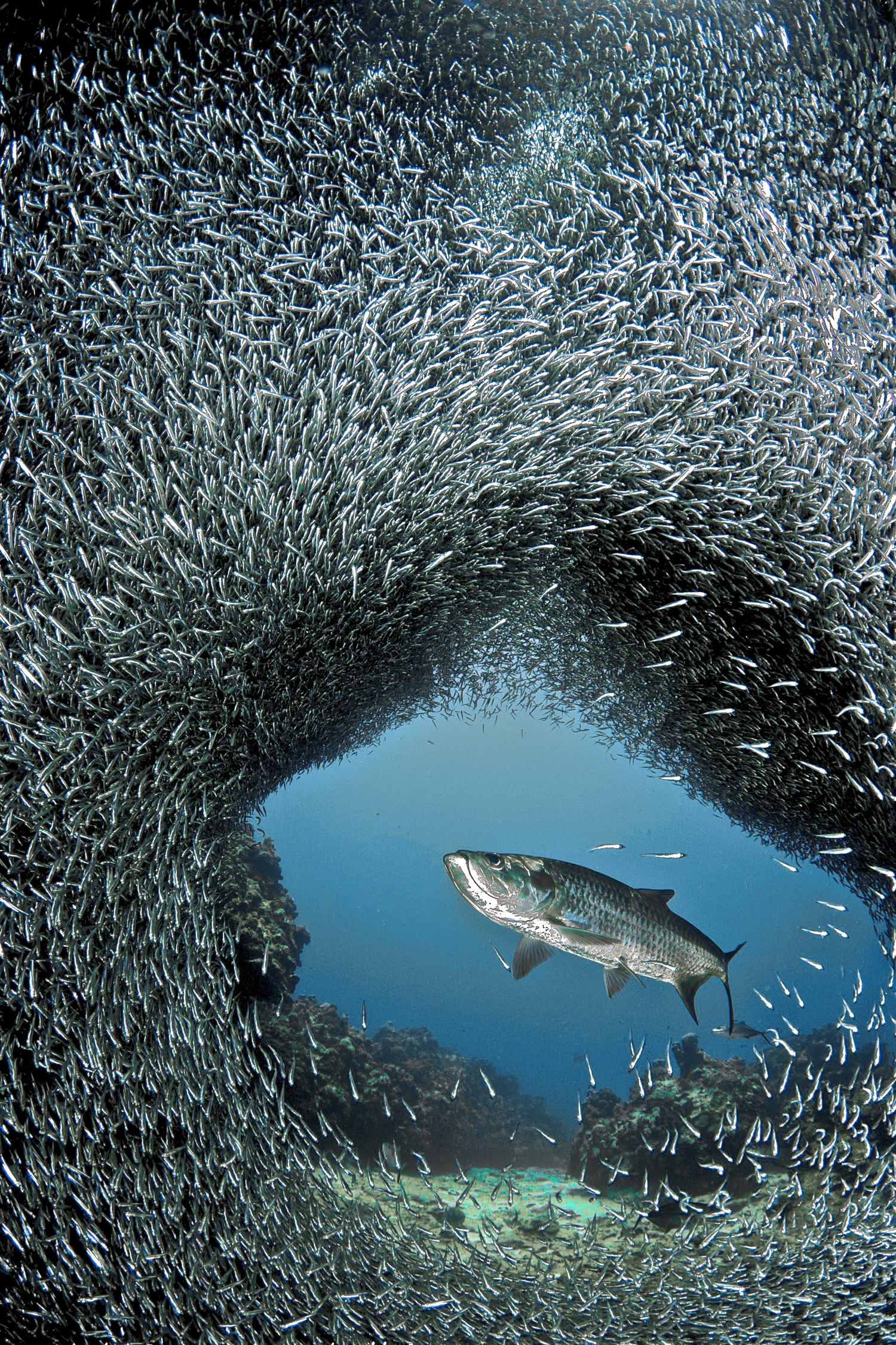 A large tarpon fish swims through a dense school of sardines creating a circular pattern in the water.