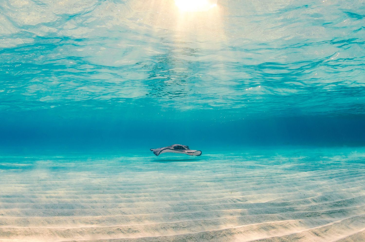 Underwater seascape with sunlight streaming through crystal clear turquoise waters.