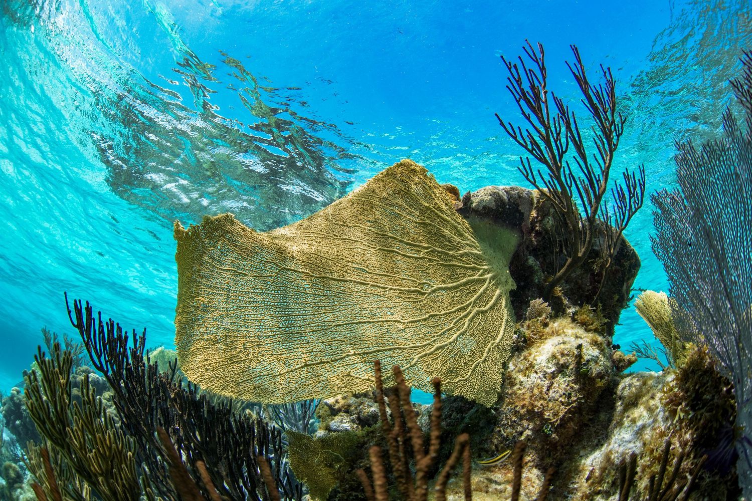 Underwater view of coral fans and sea life in vibrant blue Caribbean waters.