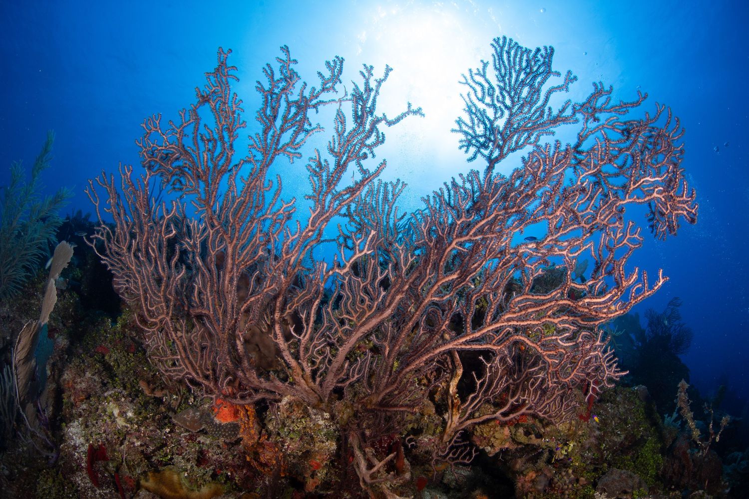 Silhouetted sea fans and coral branches against bright blue ocean background.