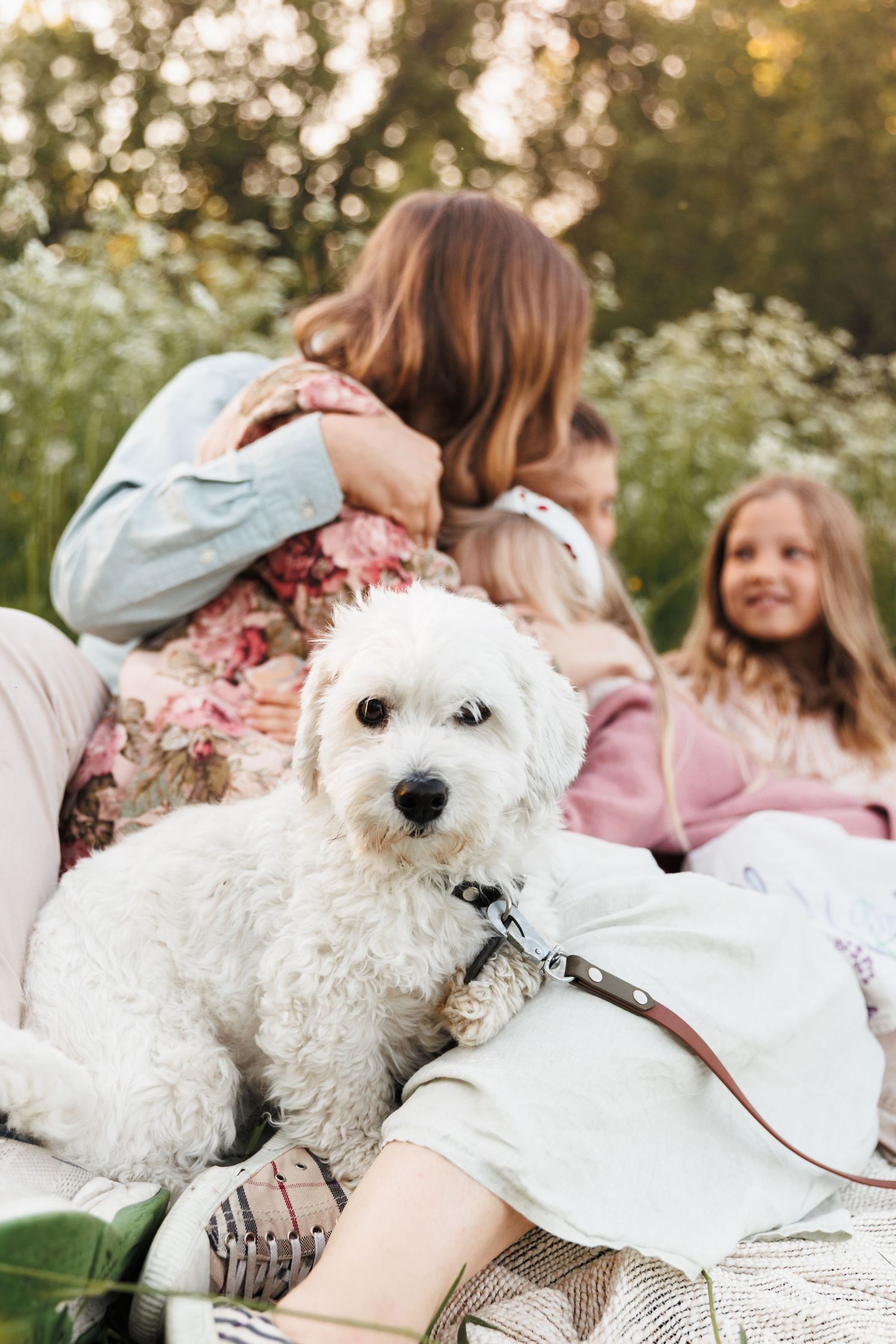 White fluffy dog on leash sitting with family during outdoor picnic in blooming garden at golden hour.