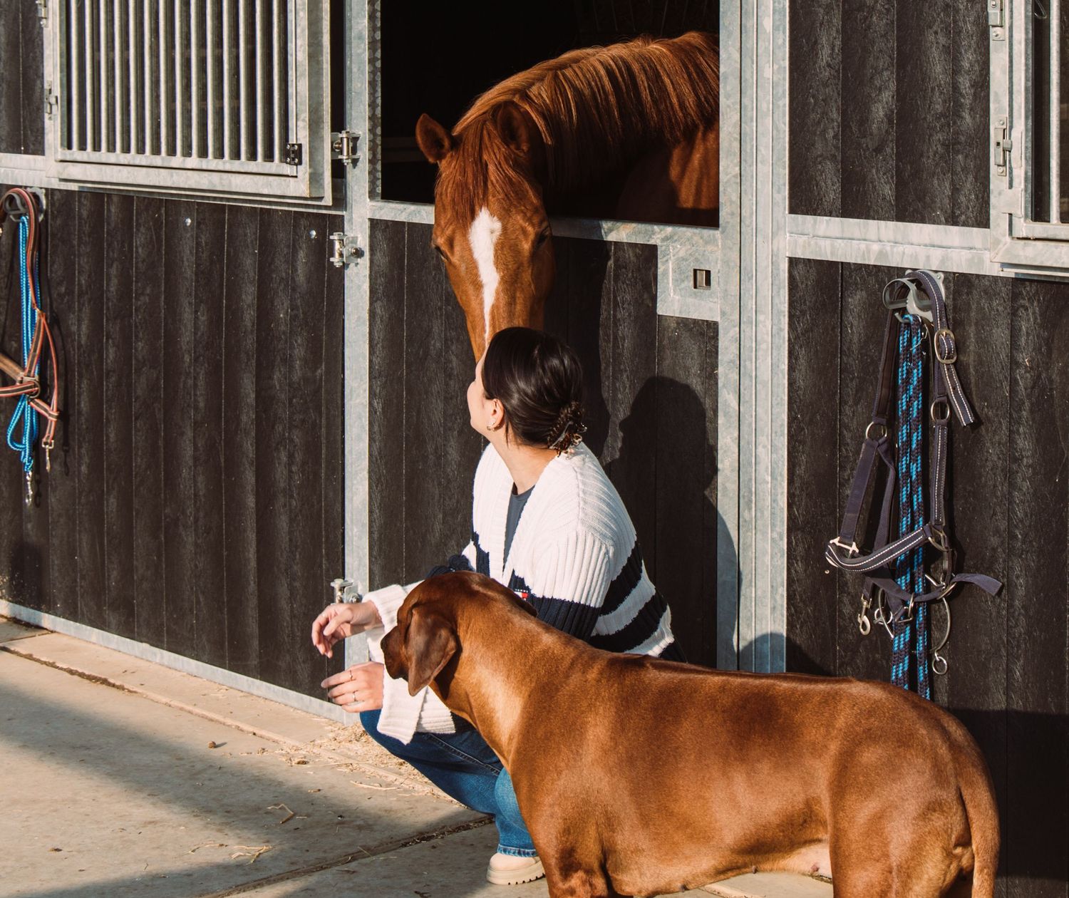 Paard, paardenfotografie, paardenwereld, paardenportret, dierenliefde, horse, horse photography, equestrian, hond, hondenfotografie.