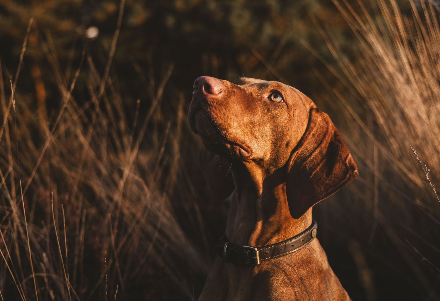 Hond, hondenfotografie, puppy, happy dog, dog photography, vizsla, dierenliefde.