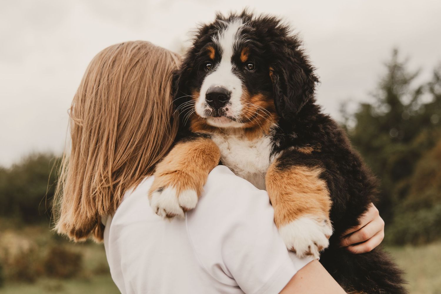Hond, hondenfotografie, puppy, happy dog, dog photography, bernese mountain dog, berner sennenhond, dierenliefde.