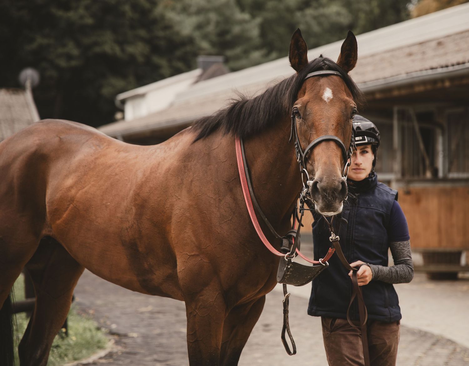 Paard, paardenfotografie, paardenwereld, paardenportret, dierenliefde, horse, horse photography, equestrian, jockey, horse racing, stable.