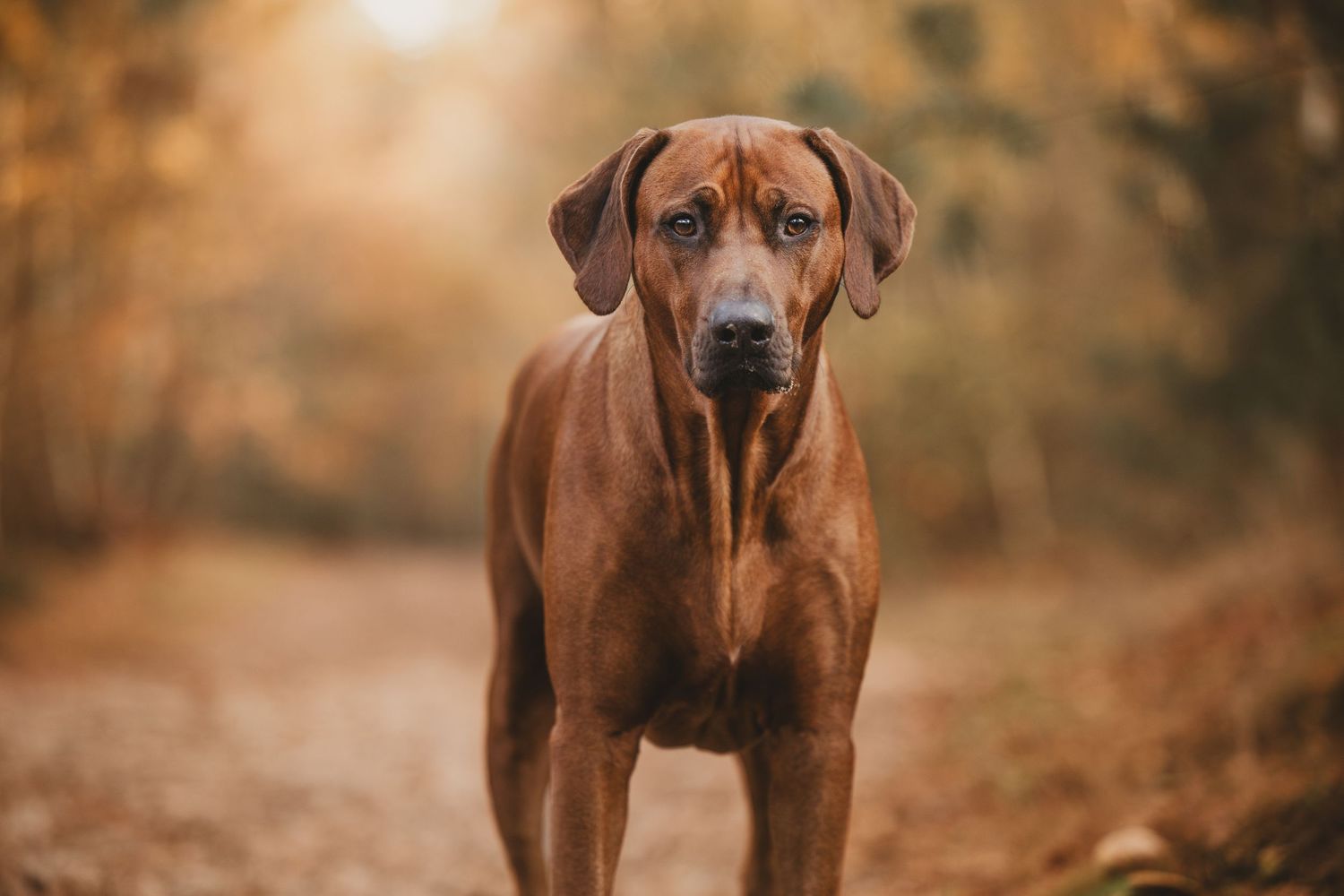 Hond, hondenfotografie, puppy, happy dog, dog photography, rhodesian ridgeback, dierenliefde.