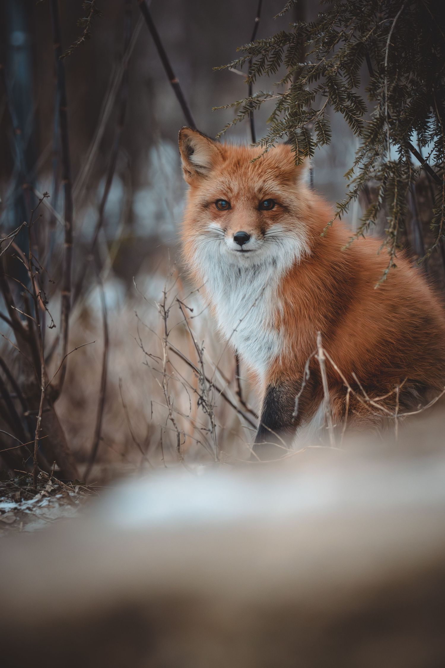 Red fox resting in winter forest with snowy scenery.