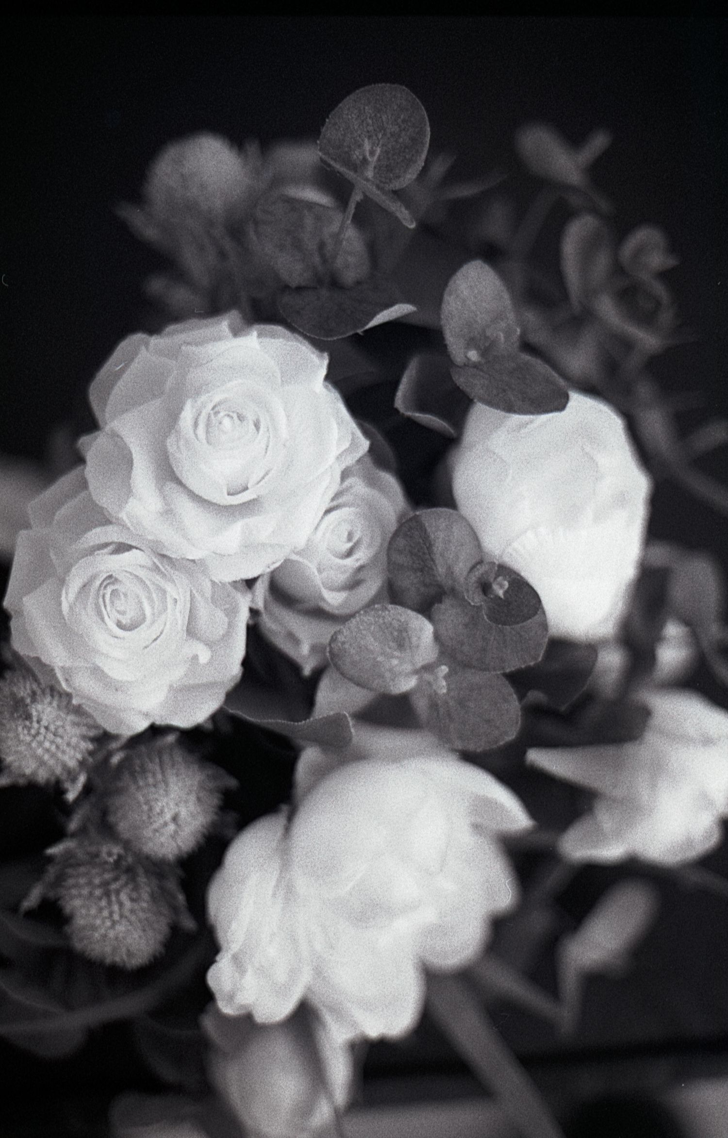 A moody black and white close-up of white roses and delicate foliage in a bouquet.