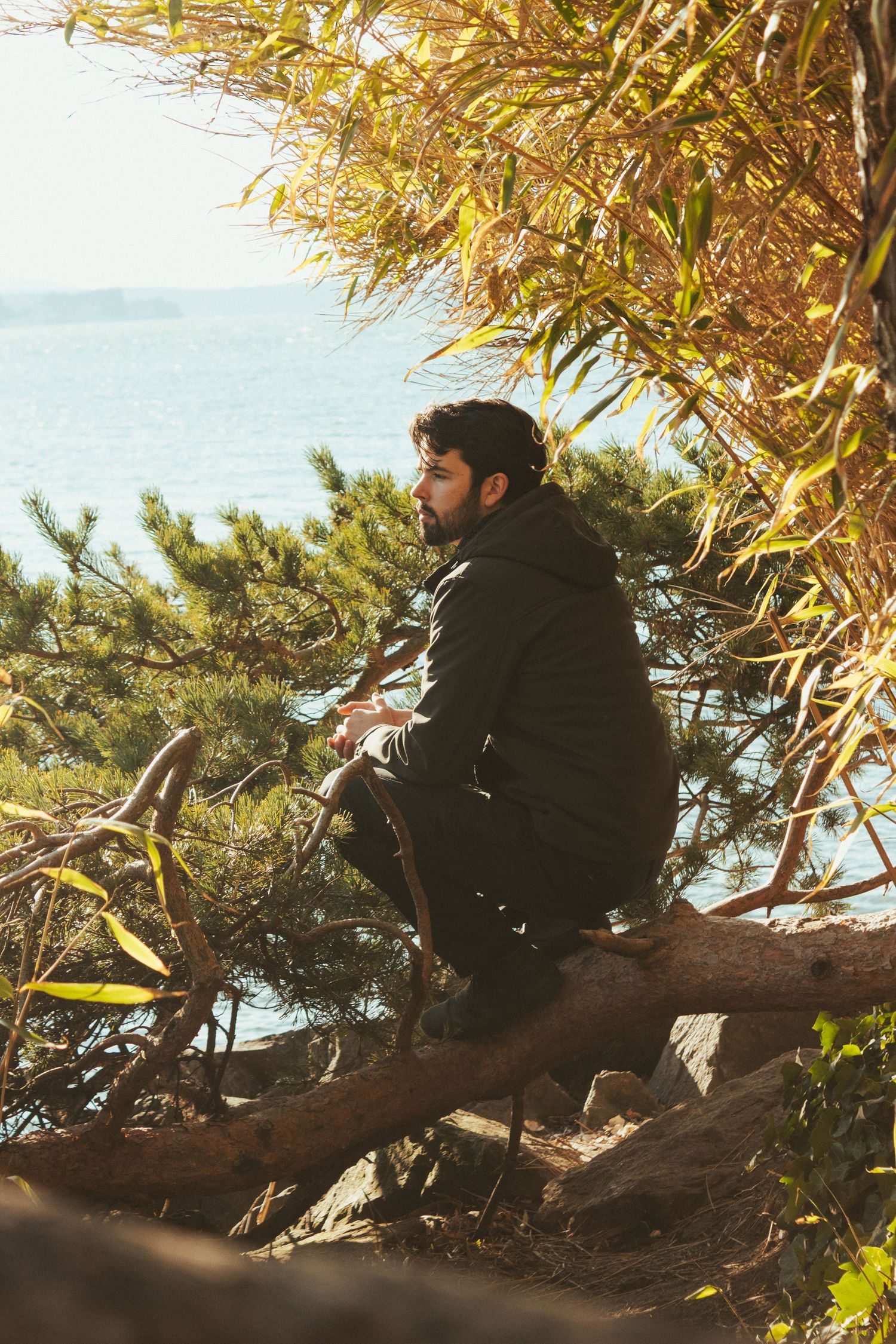 A figure sits contemplatively on a tree branch overlooking water on a sunny day.