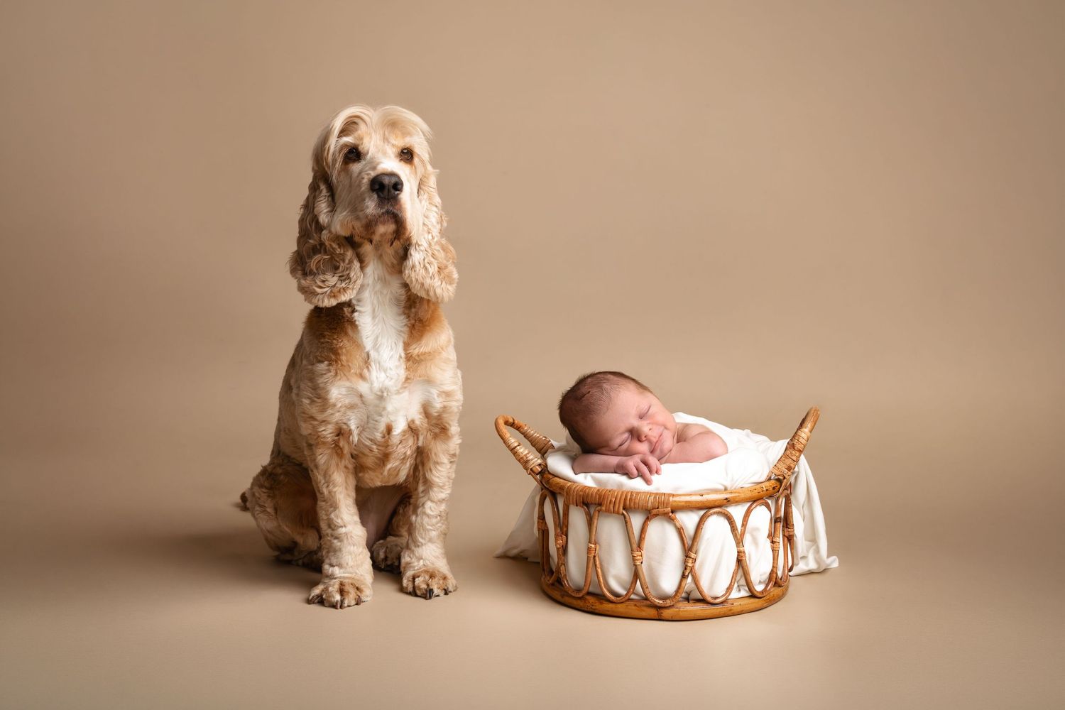 A cocker spaniel dog sits beside a wicker bassinet holding a sleeping newborn baby on a beige background.