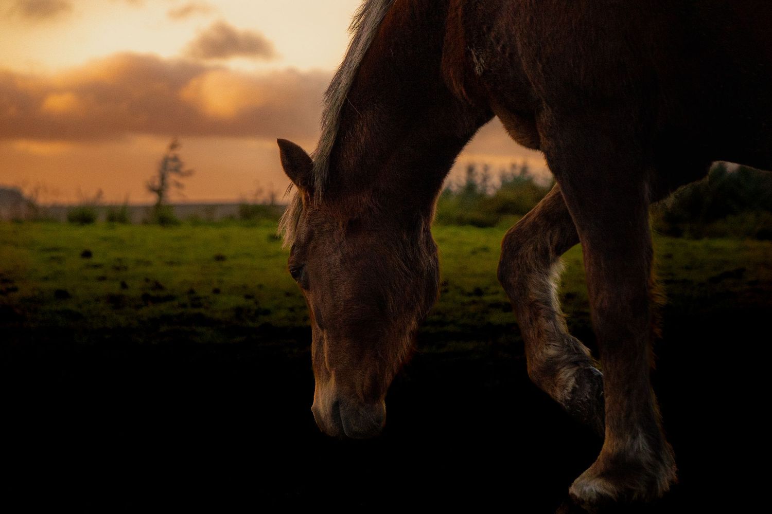 Grazing horse at sunset, photographed at charity 'Ponies Help Children' in Shotts.