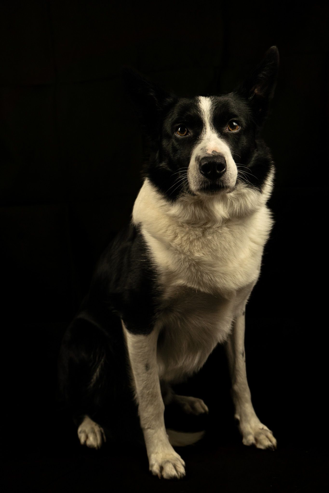 Male border collie, photographed against a black backdrop, in Salsburgh.