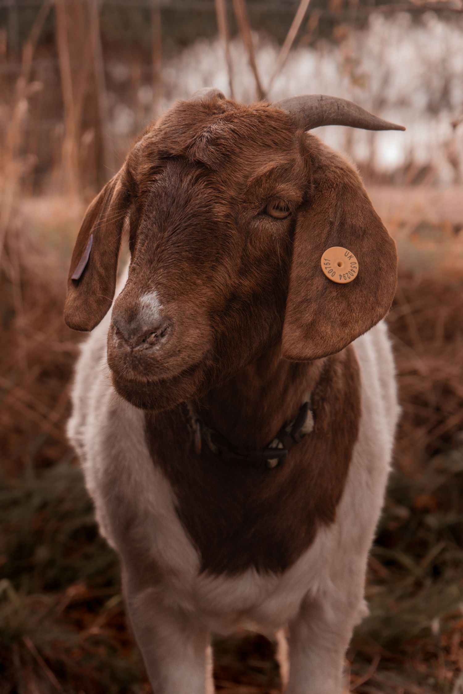 Goat, photographed at charity 'Ponies Help Children' in Shotts.