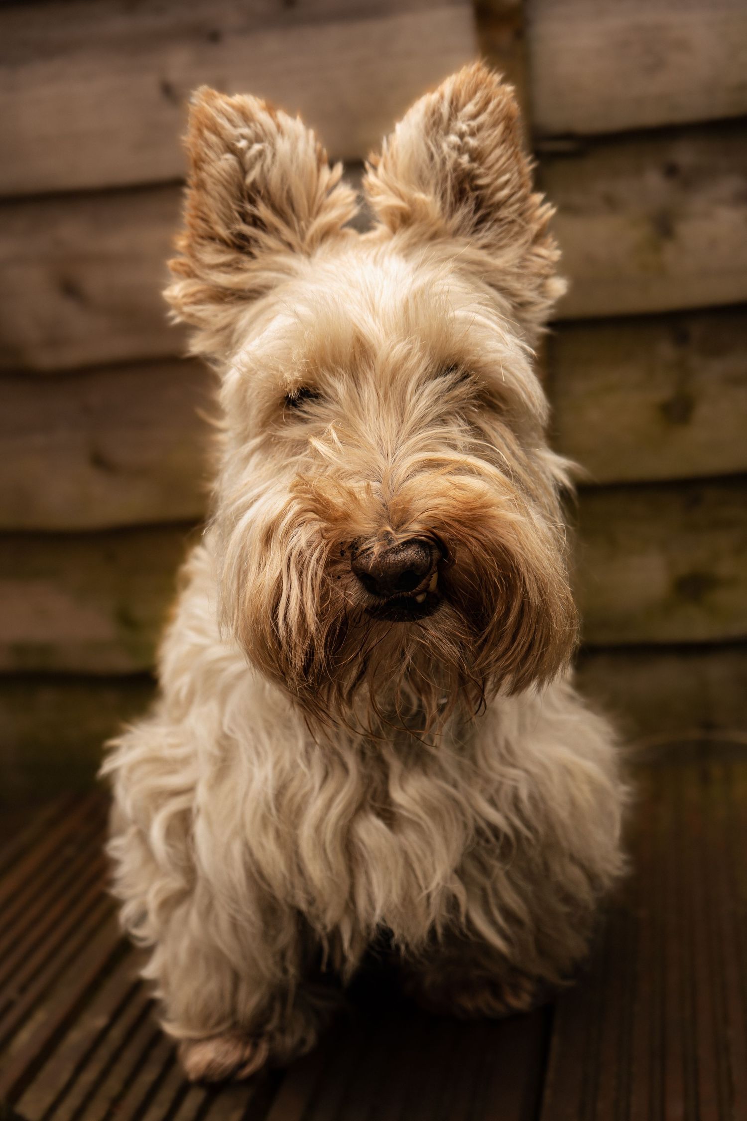 white Scottie, photographed in Leven, Fife.
