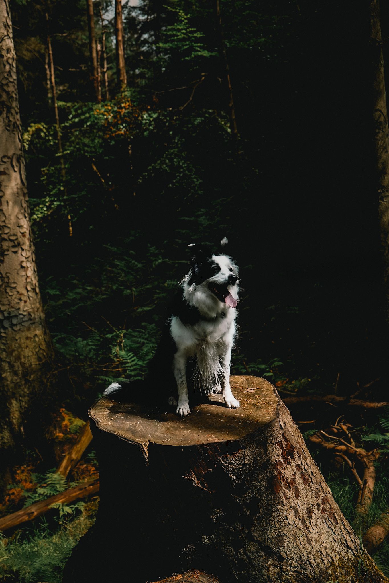 Border Collie on tree stump, Beecraigs Country Park in Falkirk.
