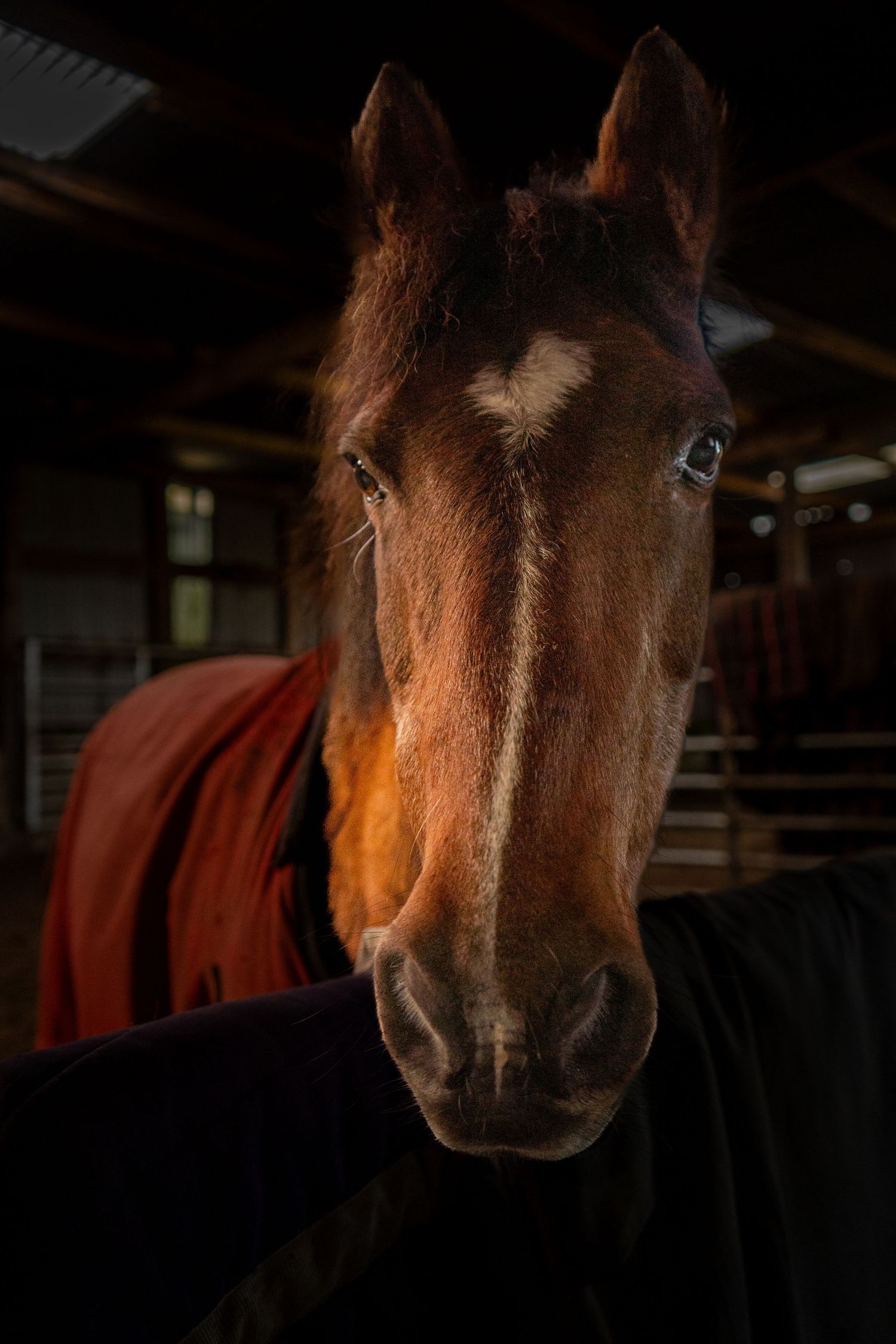 Horse, photographed during sunset at charity 'Ponies Help Children' in Shotts.