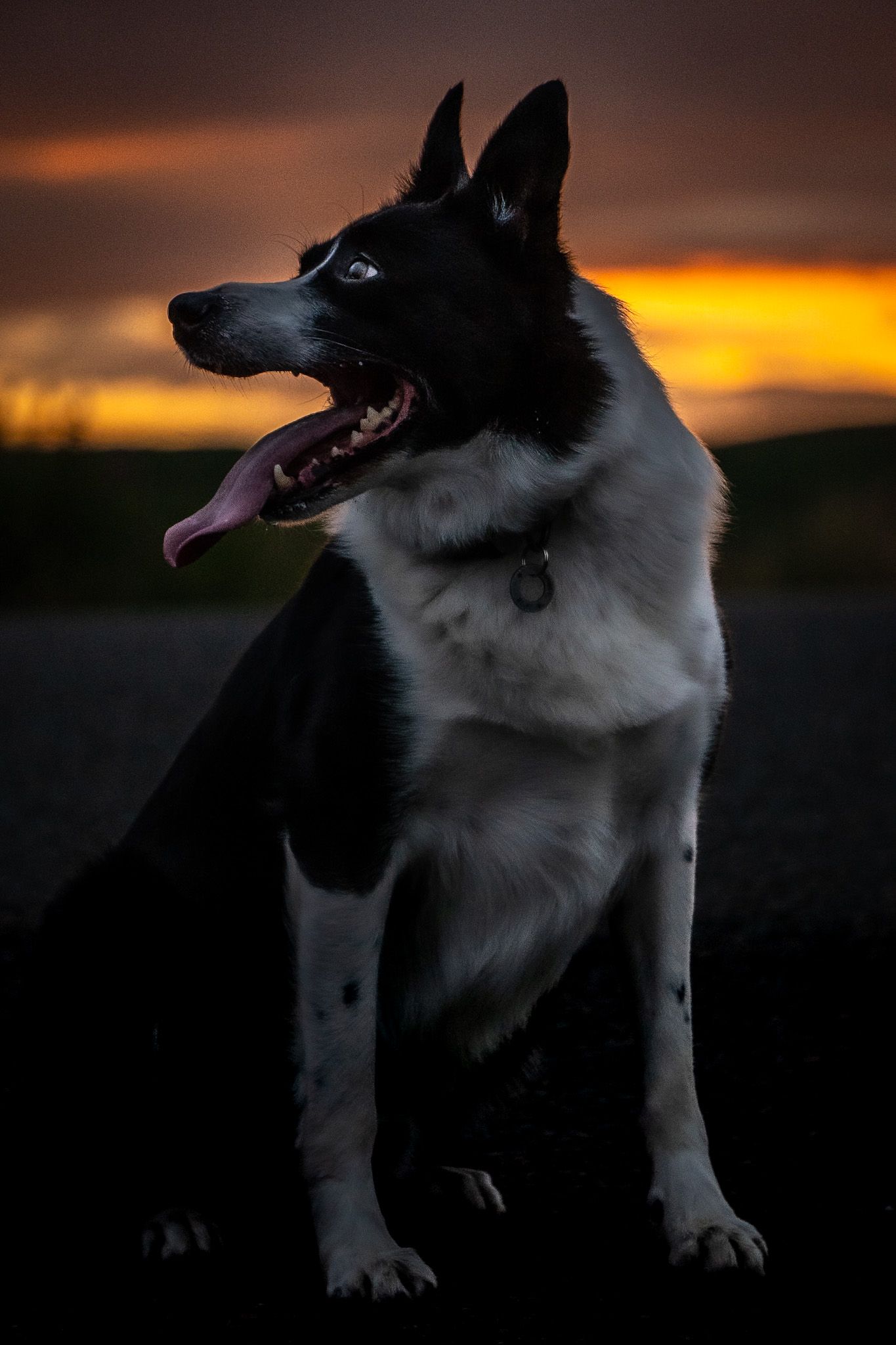 Border Collie photographed in front of a striking sunset, North Lanarkshire.