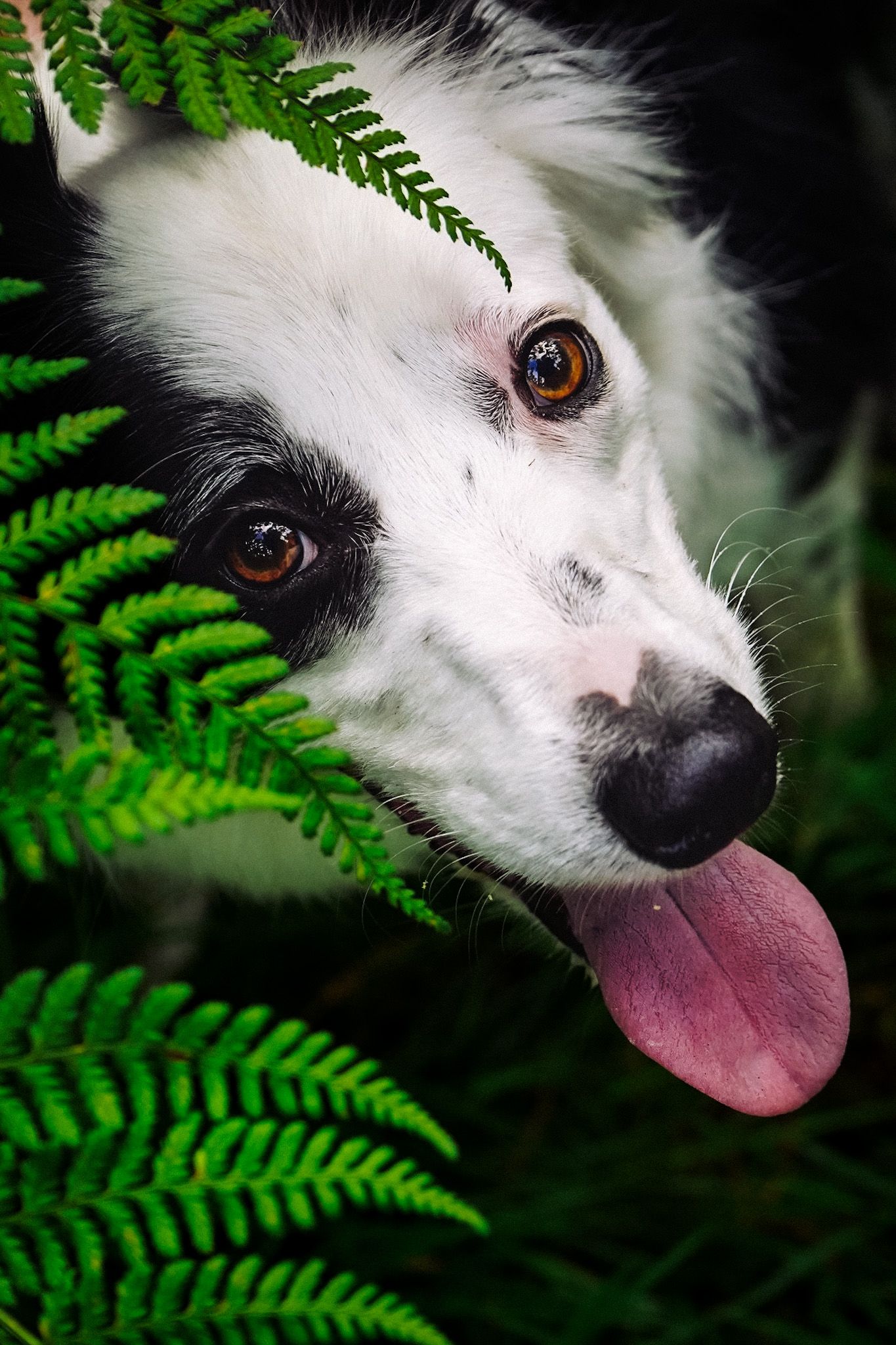 Split face border collie photographed looking out from under the ferns, Beecraigs Country Park in Falkirk.