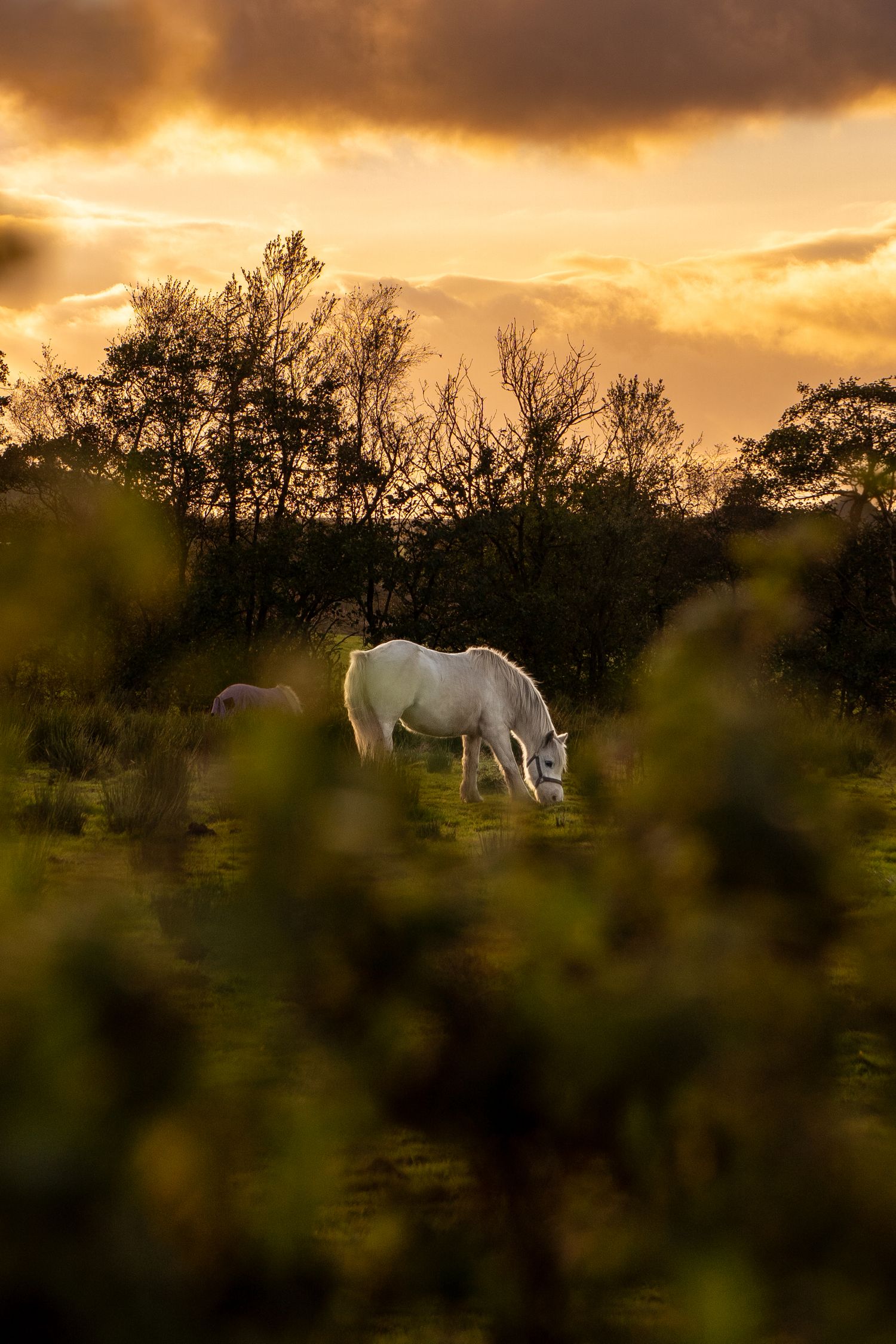 White horse grazing in distance through the trees, photographed at charity 'Ponies Help Children' in Shotts.