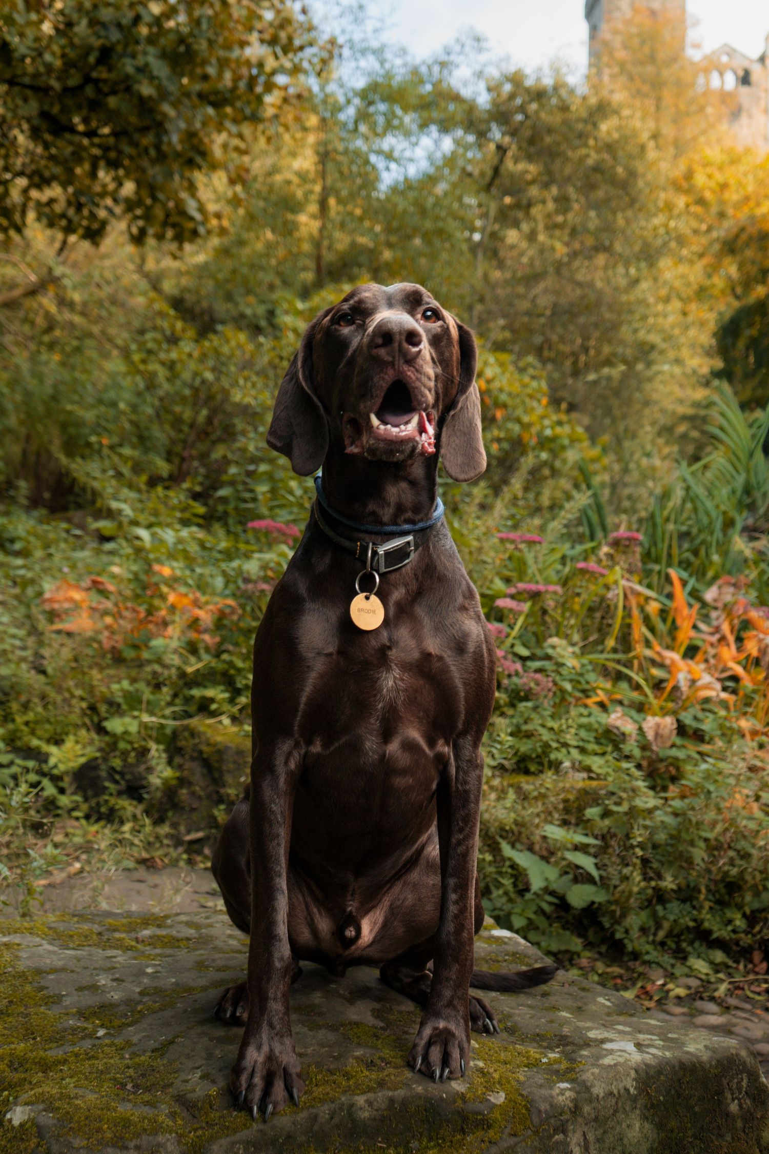 Family dog posing during photoshoot at at Pittencrief Park in Dunfermline.