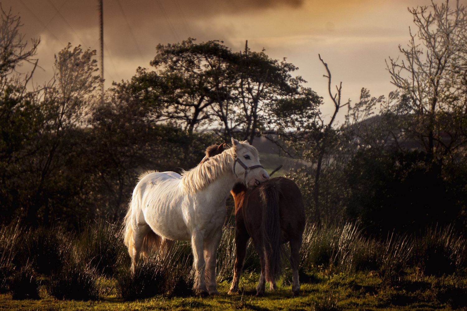 Horses itching each other's necks, photographed at charity 'Ponies Help Children' in Shotts.
