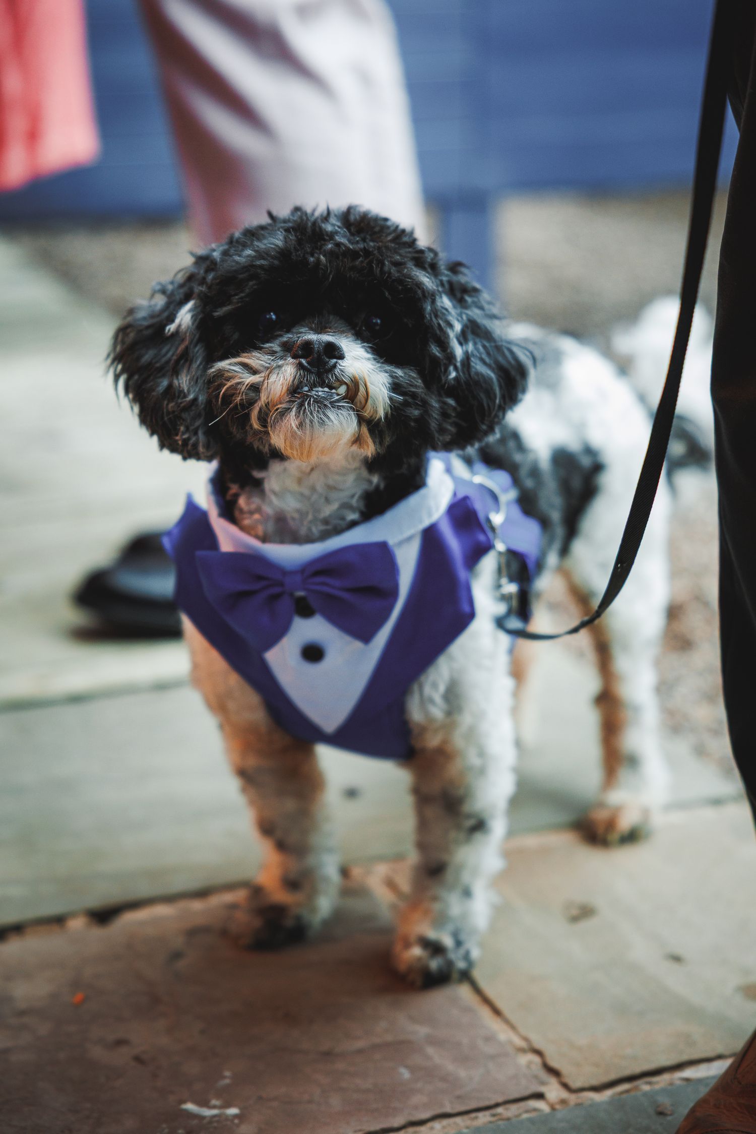A small black and white dog wearing a purple tuxedo bow tie harness on a leash at a formal event.