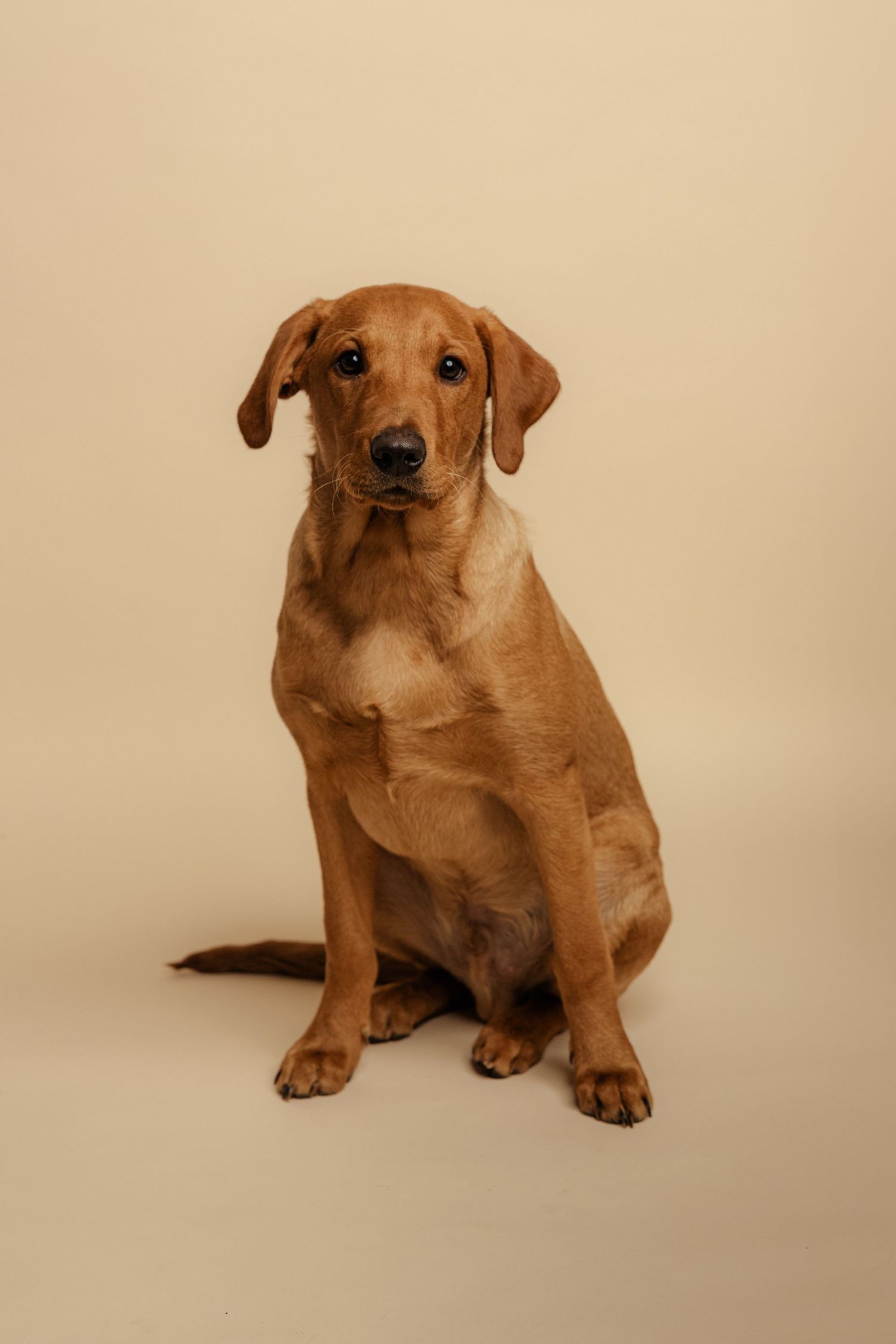Adorable golden Labrador puppy sitting upright on a beige background, looking directly at the camera.