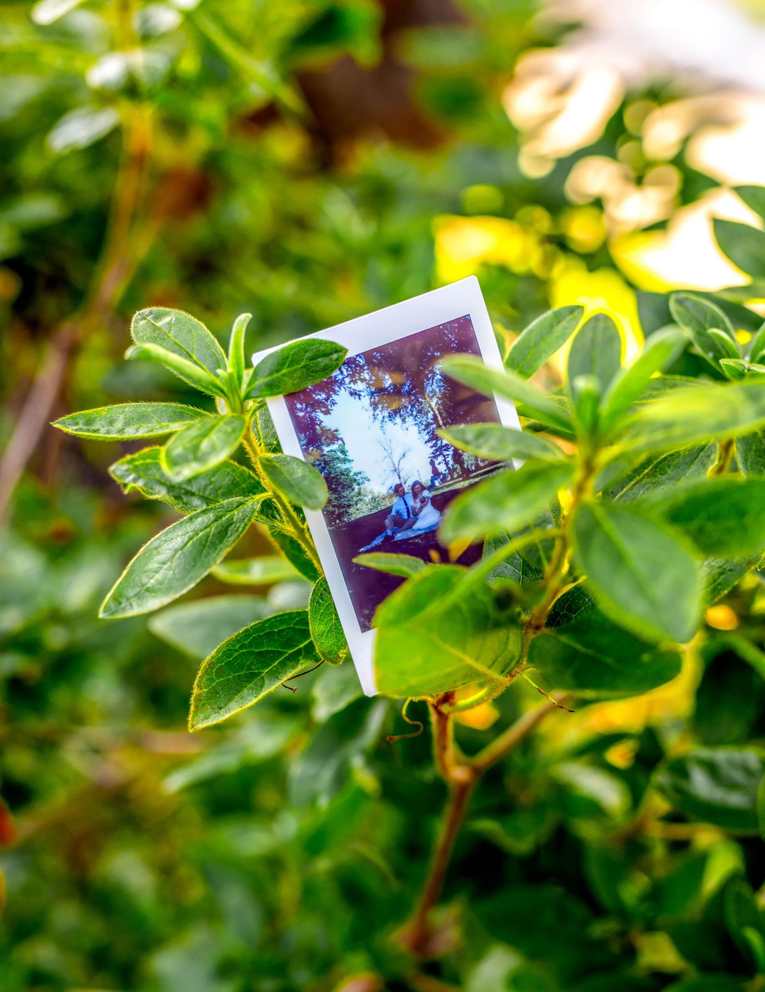 Photograph hidden among lush green leaves and foliage in natural sunlight.
